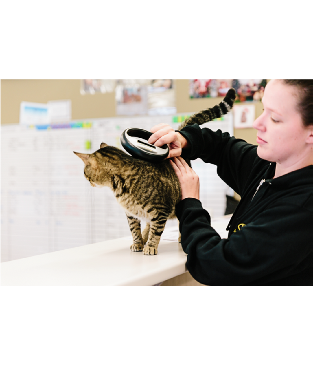 Free pet microchipping Erina Central Coast Council