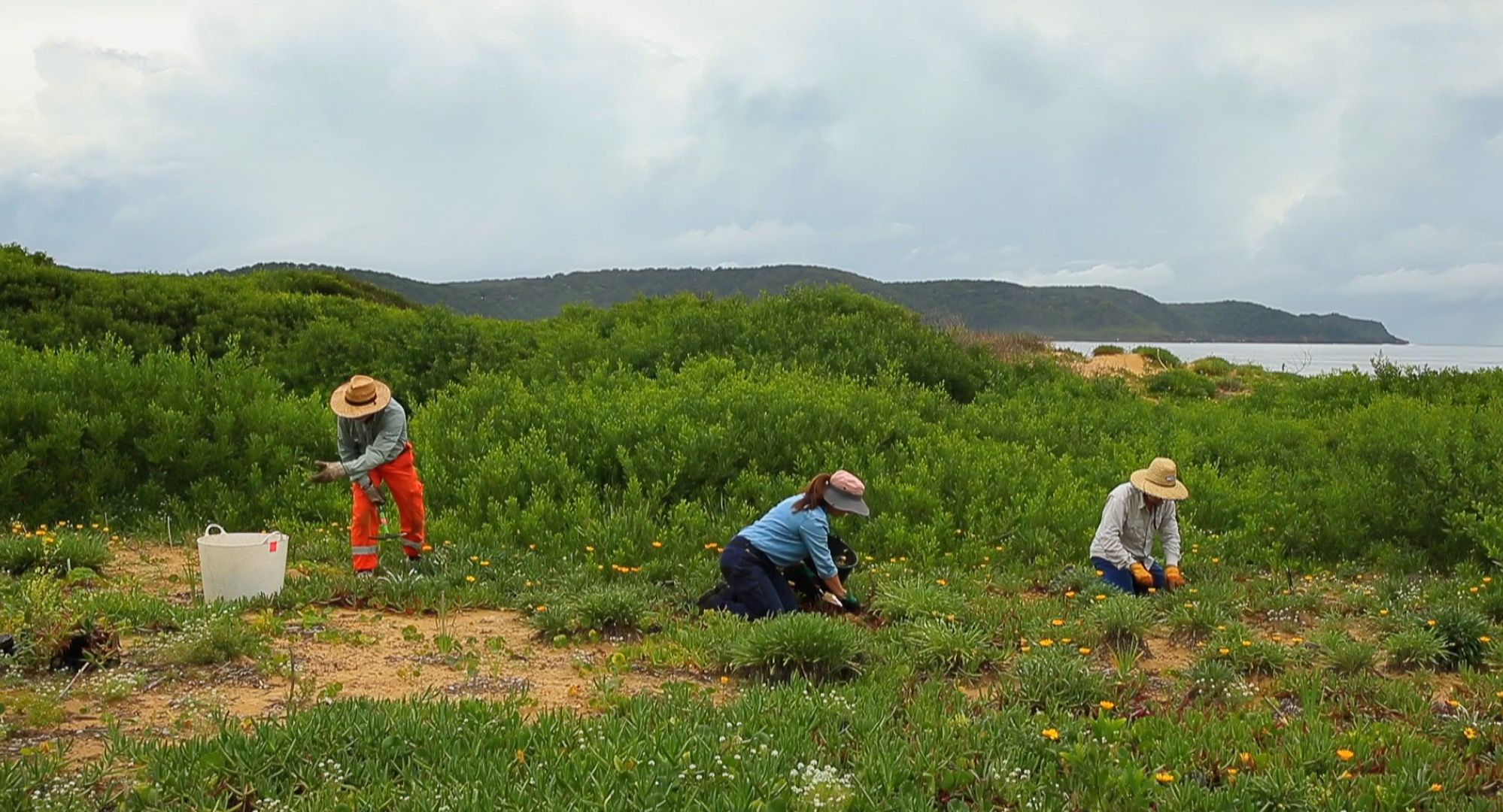 Environmental Volunteer Program Team Leader update Central Coast