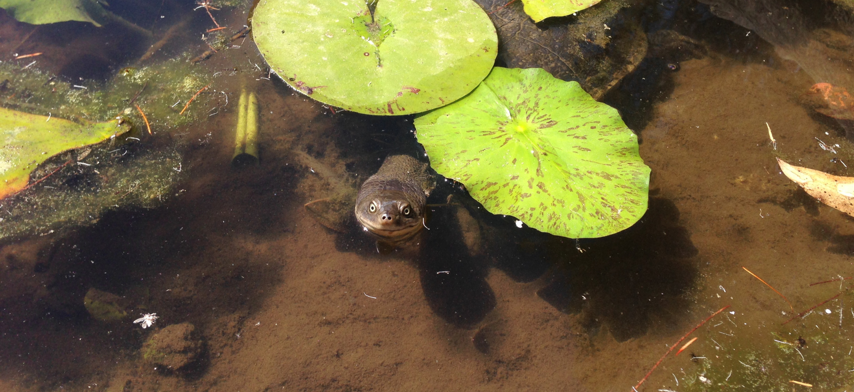 Turtley awesome news: New hatchlings at Turtle Island in Springfield ...