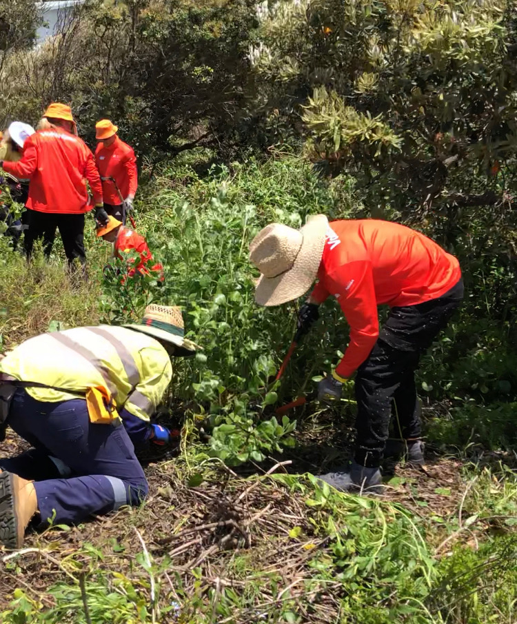 Minderoo Volunteers (corporate volunteering) Central Coast Council