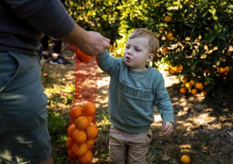 picking oranges