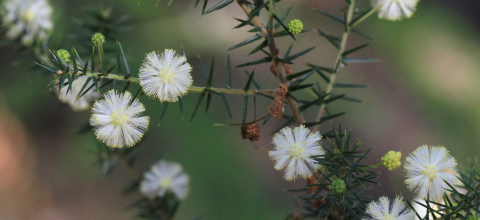 Photo: Prickly Moses, Acacia ulicifolia Credit: Andrew Robinson wattle