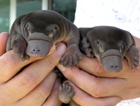 baby platypus baby platypus