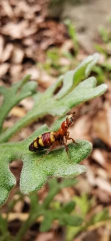 wasp on a leaf wasp on a leaf