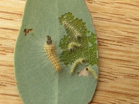 Figure 2: Initial leaf damage stage from gum leaf skeletoniser Figure 2: Initial leaf damage stage from gum leaf skeletoniser
