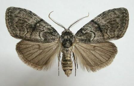 Figure 4: Adult moth Figure 4: Adult moth