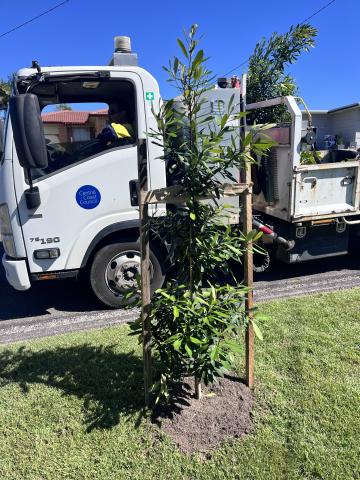 tree planted on verge